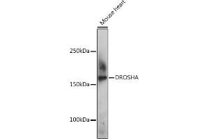Western blot analysis of extracts of Mouse heart, using DROSHA Rabbit pAb (ABIN6134822, ABIN6139823, ABIN6139824 and ABIN6224361) at 1:500 dilution. (DROSHA Antikörper  (AA 1-100))