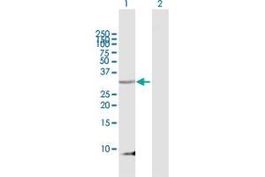 Western Blot analysis of PENK expression in transfected 293T cell line by PENK MaxPab polyclonal antibody. (Enkephalin Antikörper  (AA 1-267))