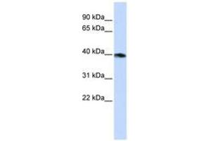 Image no. 1 for anti-Guanine Nucleotide Binding Protein (G Protein), alpha Z Polypeptide (GNaZ) (AA 72-121) antibody (ABIN6740745) (GNaZ Antikörper  (AA 72-121))