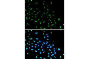 Immunofluorescence (IF) image for anti-X-Ray Repair Complementing Defective Repair in Chinese Hamster Cells 5 (Double-Strand-Break Rejoining) (XRCC5) (AA 543-732) antibody (ABIN6150309)