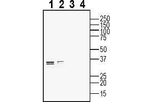 Western blot analysis of rat brain lysate (lanes 1 and 3) and mouse brain lysate (lanes 2 and 4):1-2. (Ephrin B2 Antikörper  (Extracellular))
