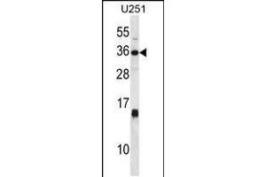 Western blot analysis in U251 cell line lysates (35ug/lane). (Stanniocalcin 1 Antikörper  (C-Term))