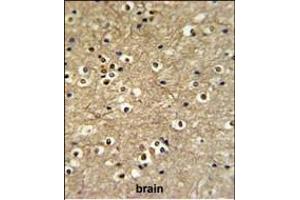 ETS2 Antibody (Center) (ABIN653803 and ABIN2843080) IHC analysis in formalin fixed and paraffin embedded brain tissue followed by peroxidase conjugation of the secondary antibody and DAB staining. (ETS2 Antikörper  (AA 146-173))