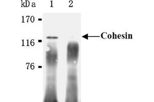 Western Blotting (WB) image for anti-RAD21 Homolog (RAD21) (AA 544-631), (C-Term) antibody (ABIN567792) (RAD21 Antikörper  (C-Term))