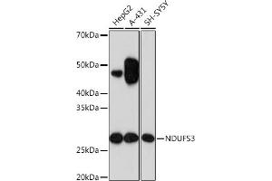 Western blot analysis of extracts of various cell lines, using NDUFS3 Rabbit mAb (ABIN7268820) at 1:1000 dilution. (NDUFS3 Antikörper)