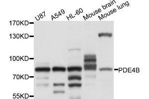 Western blot analysis of extracts of various cell lines, using PDE4B antibody (ABIN4904711) at 1:1000 dilution.