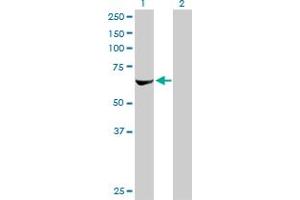 RPS6KB2 Antikörper  (AA 1-100)