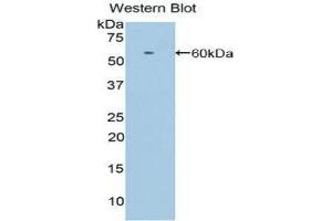 Western Blotting (WB) image for anti-Low Density Lipoprotein Receptor-Related Protein 8, Apolipoprotein E Receptor (LRP8) (AA 696-941) antibody (ABIN1859709)