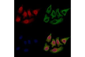 ABIN7094702 and ABIN7098753 staining Hela cells by IF/ICC.