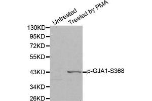 Western Blotting (WB) image for anti-Gap Junction Protein, alpha 1, 43kDa (GJA1) (pSer368) antibody (ABIN1870206) (Connexin 43/GJA1 Antikörper  (pSer368))