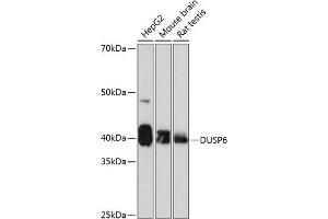 Western blot analysis of extracts of various cell lines, using DUSP6 Rabbit mAb (ABIN7266848) at 1:1000 dilution. (DUSP6 Antikörper)