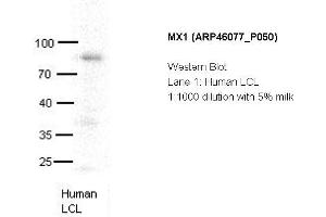 Image no. 2 for anti-Myxovirus Resistance Protein 1 (MX1) (C-Term) antibody (ABIN2782470) (MX1 Antikörper  (C-Term))