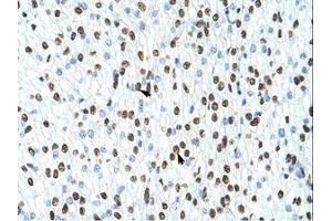 Image no. 3 for anti-Heterogeneous Nuclear Ribonucleoprotein A1 (HNRNPA1) (N-Term) antibody (ABIN203055)