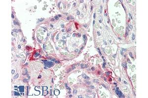 ABIN1590140 (5µg/ml) staining of paraffin embedded Human Placenta. (C7 Antikörper  (Internal Region))