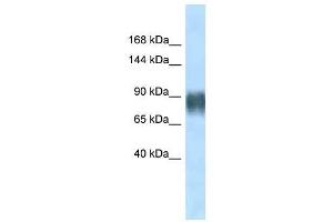 Western Blot showing Avil antibody used at a concentration of 1. (Advillin Antikörper  (N-Term))