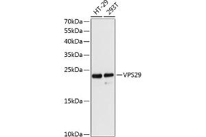Western blot analysis of extracts of various cell lines, using VPS29 antibody (ABIN6130782, ABIN6150126, ABIN6150127 and ABIN6216963) at 1:3000 dilution. (VPS29 Antikörper  (AA 1-186))
