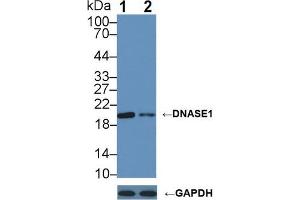 Western blot analysis of (1) Wild-type 293T cell lysate, and (2) DNASE1 knockout 293T cell lysate, using Rabbit Anti-Human DNASE1 Antibody (2 µg/ml) and HRP-conjugated Goat Anti-Mouse antibody ( (DNASE1 Antikörper  (AA 19-259))