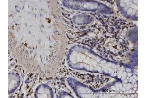 Image no. 1 for anti-Actin-Related Protein T2 (ACTRT2) (AA 209-300) antibody (ABIN599611) (ACTRT2 Antikörper  (AA 209-300))