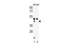 Western blot analysis of ATF4 Antibody  Pab (ABIN390250 and ABIN2850543) pre-incubated without(lane 1) and with(lane 2) blocking peptide in WiDr cell line lysate.