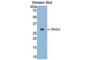 Western Blotting (WB) image for anti-Granzyme K (Granzyme 3, Tryptase II) (GZMK) (AA 27-264) antibody (ABIN1078092)