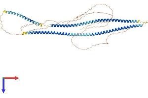 Keratin 77 Protein (KRT77) (AA 1-572) (His tag)