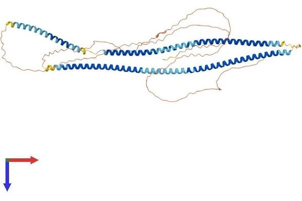 Keratin 77 Protein (KRT77) (AA 1-572) (His tag)