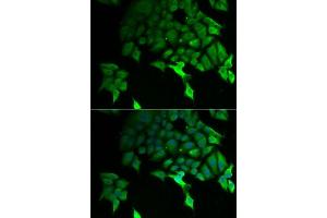 Immunofluorescence (IF) image for anti-TSC22 Domain Family, Member 3 (TSC22D3) (AA 1-79) antibody (ABIN6149613)