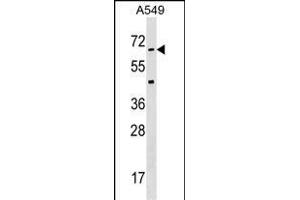 STK35 Antibody  (ABIN391361 and ABIN2841380) western blot analysis in A549 cell line lysates (35 μg/lane). (STK35 Antikörper  (AA 374-404))