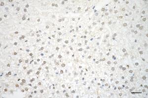 Immunohistochemistry was performed on paraffin-embedded mouse liver using PTBP1 antibody (ABIN7799882), 1:200). (Rekombinanter PTBP1 Antikörper)