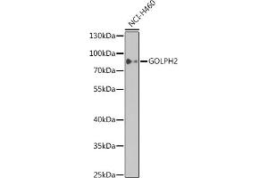 Western blot analysis of extracts of NCI-H460 cells, using GOLPH2 antibody  at 1:1000 dilution. (GOLM1 Antikörper)