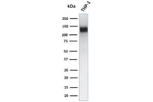 Western Blot Analysis of human THP-1 cell lysate using CD31 Mouse Monoclonal Antibody (JC/70A) (CD31 Antikörper)