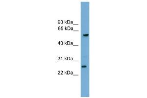 WB Suggested Anti-GZMA Antibody Titration: 0.