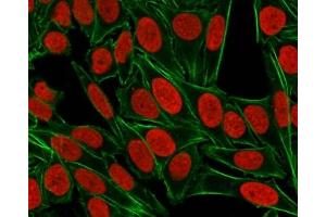 ICC staining of paraformaldehyde-fixed human HeLa cells with Nuclear Antigen antibody (red, clone 235-1) and counterstained with DyLight 488 conjugated Phalloidin (green).