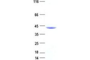 Validation with Western Blot