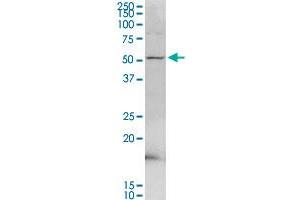 PDE9A MaxPab rabbit polyclonal antibody. (PDE9A Antikörper  (AA 1-533))