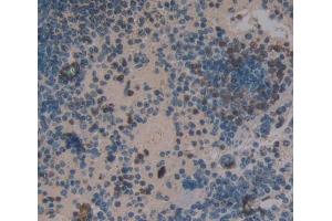 IHC-P analysis of Mouse Tissue, with DAB staining. (NFkB Antikörper  (AA 40-365))