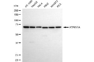 Western blotting analysis using ATP6V1A antibody (ABIN7797698).