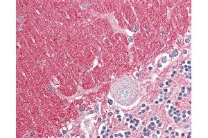Anti-GNB3 antibody IHC of human brain, cerebellum. (GNB3 Antikörper  (AA 309-321))
