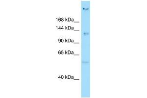 WB Suggested Anti-CEP135 Antibody Titration: 1. (CEP135 Antikörper  (N-Term))