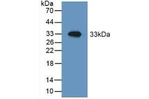 Western Blotting (WB) image for anti-Heat Shock 60kDa Protein 1 (Chaperonin) (HSPD1) (AA 316-573) antibody (ABIN7440455)