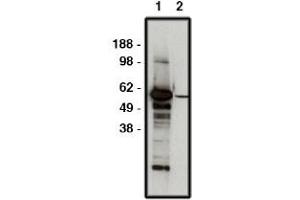 Image no. 1 for anti-F-Box and WD Repeat Domain Containing 7 (FBXW7) antibody (ABIN265230) (FBXW7 Antikörper)