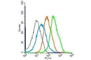 Mouse splenocytes probed with Rabbit Anti-Bcl-2 Polyclonal Antibody, Unconjugated . (Bcl-2 Antikörper  (AA 161-239))