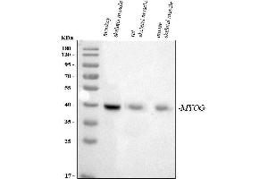 Western blot analysis of Myogenin/MYOG using anti-Myogenin/MYOG antibody (ABIN7599111).