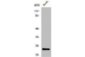 Western Blot analysis of HuvEc cells using Claudin-3 Polyclonal Antibody (Claudin 3 Antikörper  (C-Term))