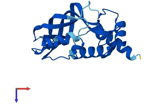 CHAC2 Protein (AA 1-178) (His tag)