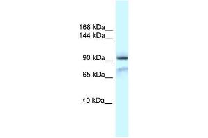 Western Blot showing Gria1 antibody used at a concentration of 1. (Glutamate Receptor 1 Antikörper  (N-Term))