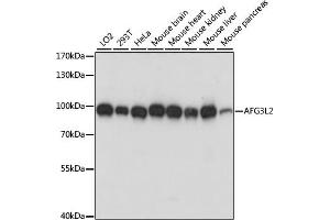Western blot analysis of extracts of various cell lines, using L2 antibody (ABIN7265513) at 1:1000 dilution. (AFG3L2 Antikörper  (AA 538-797))