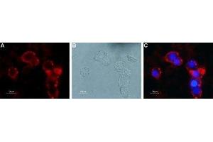 Expression of mGluR4 in rat PC12 cells - Cell surface detection of mGluR4 in live intact rat PC12 pheochromocytoma cells. (Metabotropic Glutamate Receptor 4 Antikörper  (Extracellular))