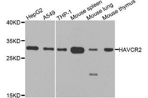 Western blot analysis of extracts of various cell lines, using HAVCR2 antibody. (TIM3 Antikörper  (AA 22-202))