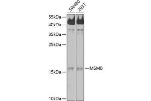 Western blot analysis of extracts of various cell lines, using MSMB antibody (ABIN6132566, ABIN6144075, ABIN6144077 and ABIN6214225) at 1:1000 dilution. (MSMB Antikörper  (AA 30-114))